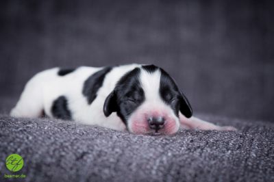 Unsere Ichen 1 tag alt _4