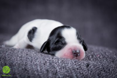 Unsere Ichen 1 tag alt _8