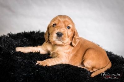 Usher von Dream Cocker_13