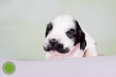 Unsere Babys mit 14 Tage 