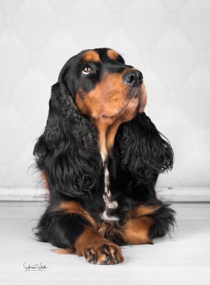 Unsere schönheit Gracia von Dream Cocker_2