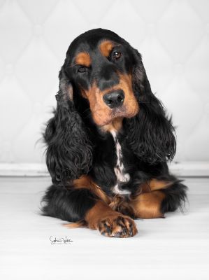 Unsere schönheit Gracia von Dream Cocker_3