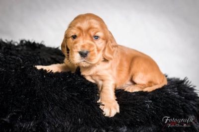 Usher von Dream Cocker_16