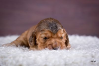 ein traum wird wahr.._13