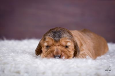 ein traum wird wahr.._14