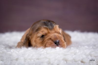 ein traum wird wahr.._15