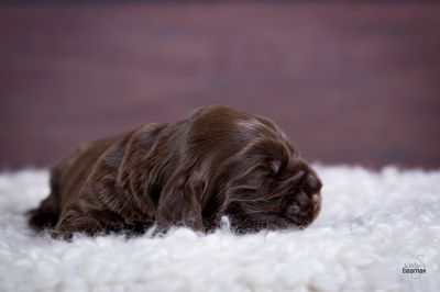 ein traum wird wahr.._16