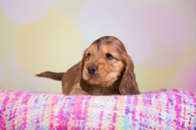 ein traum wird wahr.._25