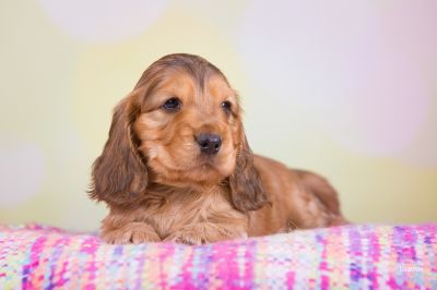 ein traum wird wahr.._27