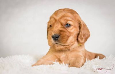 Unita von Dream Cocker_1