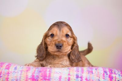 ein traum wird wahr.._8