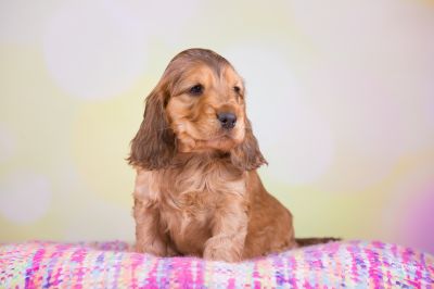 ein traum wird wahr.._9