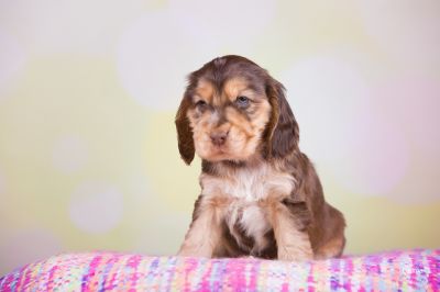 ein traum wird wahr.._10