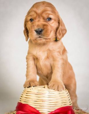 Unita von Dream Cocker_12