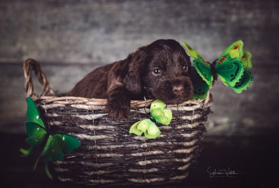 Die 3 Lebenswoche der kleinen q-chen_1