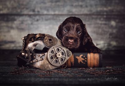 Die 3 Lebenswoche der kleinen q-chen_2