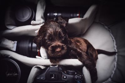 Die 3 Lebenswoche der kleinen q-chen_3