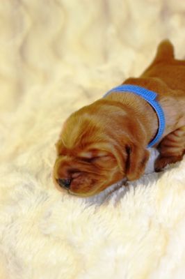 Wenn aus Liebe Leben wird...