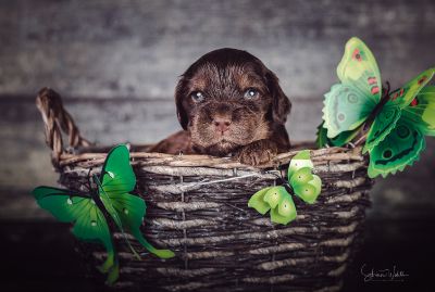Die 3 Lebenswoche der kleinen q-chen_10