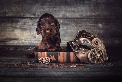 Die 3 Lebenswoche der kleinen q-chen_14