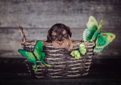 Die 3 Lebenswoche der kleinen q-chen_19