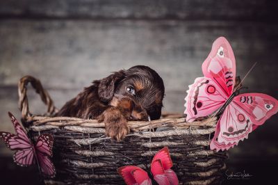 Die 3 Lebenswoche der kleinen q-chen_28