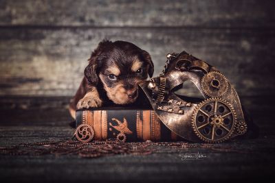 Die 3 Lebenswoche der kleinen q-chen_32