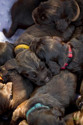 Die 3 Lebenswoche der kleinen q-chen_2