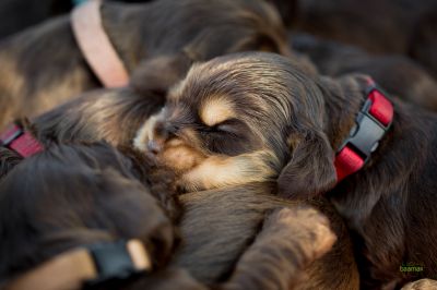 Die 3 Lebenswoche der kleinen q-chen_7