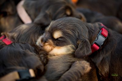 Die 3 Lebenswoche der kleinen q-chen_8