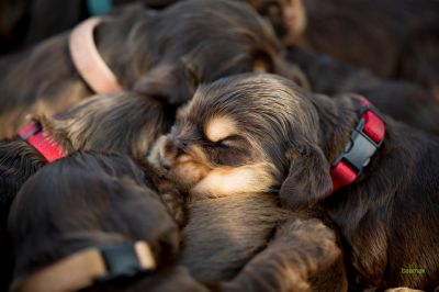 Die 3 Lebenswoche der kleinen q-chen_10