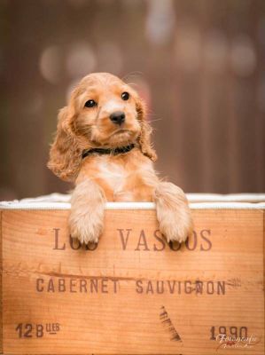 Uma von Dream Cocker