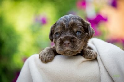 Die 3 Lebenswoche der kleinen q-chen_33