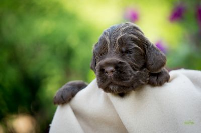 Die 3 Lebenswoche der kleinen q-chen_36