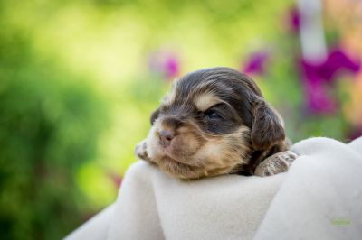 Die 3 Lebenswoche der kleinen q-chen_37