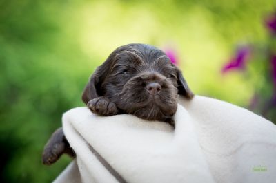 Die 3 Lebenswoche der kleinen q-chen_42