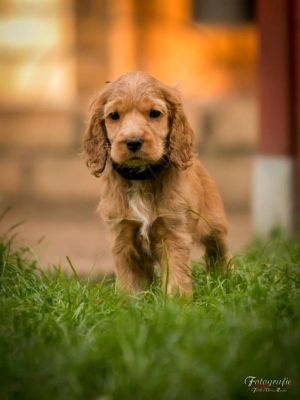 Uma von Dream Cocker