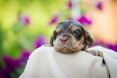 Die 3 Lebenswoche der kleinen q-chen_43