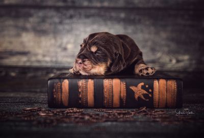 Die 2 Lebenswoche der kleinen q-chen_2