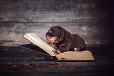 Die 2 Lebenswoche der kleinen q-chen_3