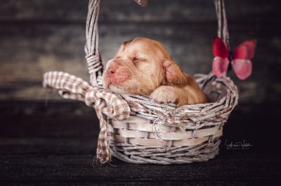 Die 2 Lebenswoche der kleinen q-chen_4