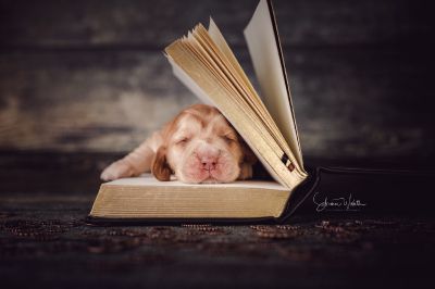 Die 2 Lebenswoche der kleinen q-chen_6