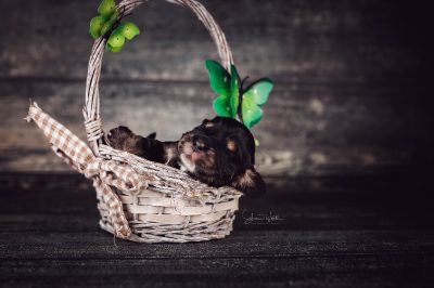 Die 2 Lebenswoche der kleinen q-chen_7