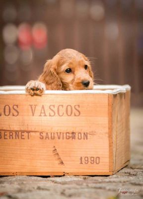 Uma von Dream Cocker