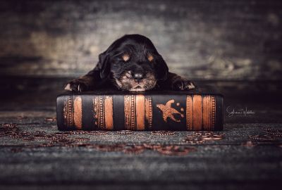 Die 2 Lebenswoche der kleinen q-chen_8