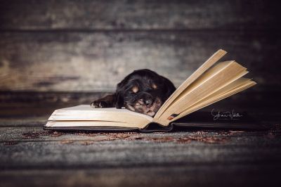 Die 2 Lebenswoche der kleinen q-chen_9