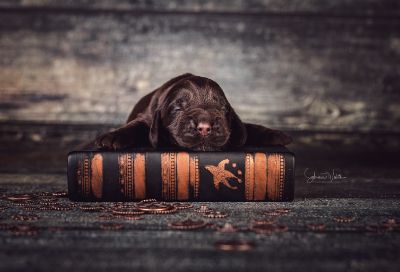 Die 2 Lebenswoche der kleinen q-chen_17