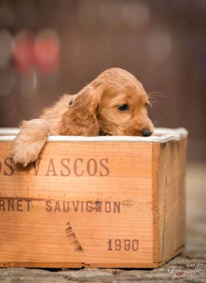 Uma von Dream Cocker