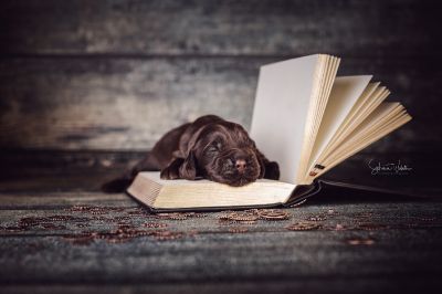 Die 2 Lebenswoche der kleinen q-chen_18