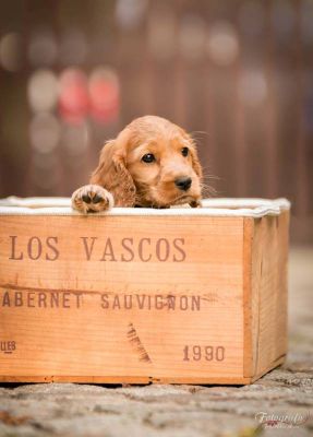 Uma von Dream Cocker